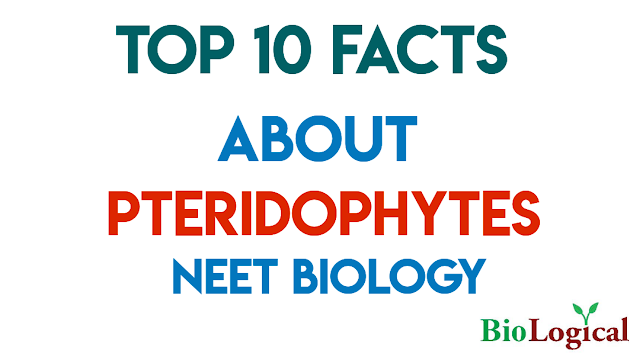 Top 10 Facts About Pteridophytes! NEET | NTA NEET | NEET UG EXAM | BioLogical