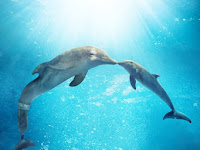 [HD] La gran aventura de Winter el delfín 2 2014 Online Español
Castellano