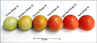 Fruit ripening, fruit ripening hormone