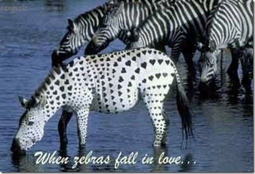 Zeebralove