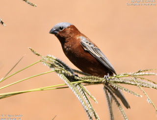 capuchino corona gris Sporophila cinnamomea