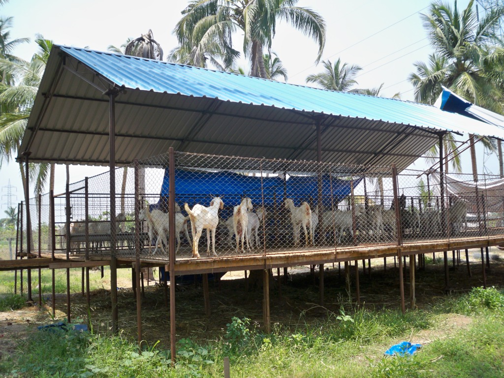 Suresh Devaraj Goat Farm: Goat Shed