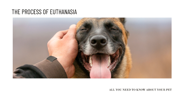 Understanding Pet Euthanasia: Costs, Procedures, and Aftercare