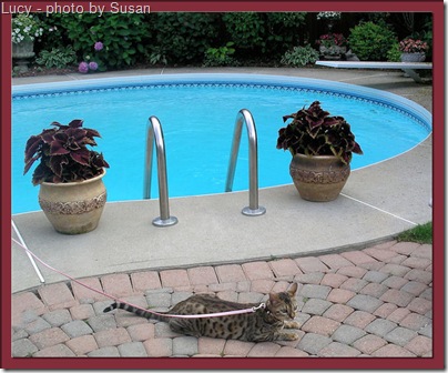 Lucy a Bengal cat and a pool