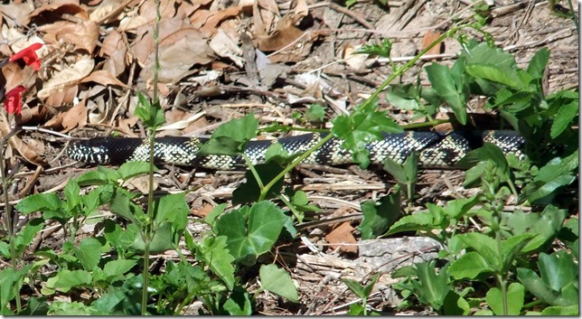 wild kingsnake 4-22-2013 10-29-42 AM 3616x2712