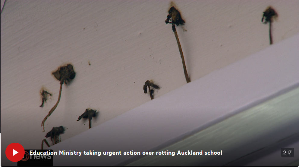 Nấm phát triển trên các bức tường và lớp học tại trường Sommerville ở Auckland.