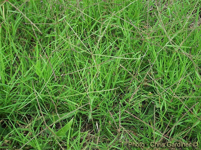 In Indonesia, where grinting grass or Bermuda grass is attributed as weeds. However, behind it all, it turns out that the grass can be used as an herbal remedy for curing diabetes, you know!  The study was initiated by five students of the Faculty of Veterinary Medicine, University of Airlangga (Airlangga University), namely Anis Puji Lestari, Martia Rani Tacharina, Teguh Personal Bagus Ade Mahendra Putra, and Okviolla Resti Ertanti. Next, they put the idea of ​​making the diabetes drug into the Student Creativity Program (PKM).  Quoted from page brilio.net, according to one member of the research team, Martia Rani Tacharina, the idea of ​​making herbal medicine diabetes is motivated by the high cost of diabetes drugs on the market. Moreover, some of the ingredients of diabetes in Indonesia was still imported from other countries. In fact, Indonesia is a country with abundant biological richness with a variety of plants that can be used as a remedy for various diseases.  It is said Matia, grass grinting potential as an antidiabetic because rich in flavonoids, saponins, alkaloids, and vitamin C.  "In addition to having several advantages over other antidiabetic plants, grass grinting also easily obtained. The reason, he can grow anywhere, even in the rice field though," he added.  Martia explained, due mainly type 2 diabetics require regular therapy and in a very long time, the use of herbal medicine grass grinting believed to be safer and does not cause a lot of side effects.  "If a chemical drug can cause nausea, dizziness, metallic taste, anorexia, and diarrhea. While herbal medicine is considered more secure because it comes from nature," he explained.  The study them ujicobakan in animals and have shown encouraging results.  "Pre-clinical animal tests results are positive, that is able to lower glucose levels more effectively than metformin as the standard drug," said Martia.  For the next process, a team of researchers headed by Anis Puji Lestari will conduct clinical trials in humans. If these trials are successful, they will immediately throw it into the market antidiabetic products to be enjoyed by the wider community.