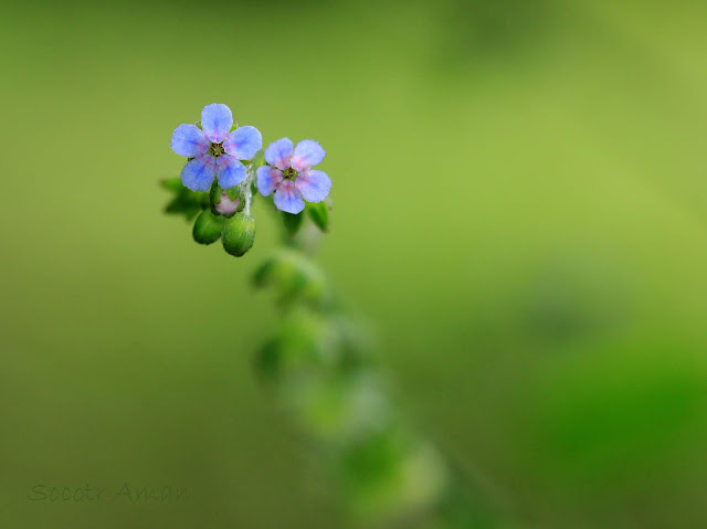 Cynoglossum asperrimum