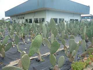 cactus being cultivated