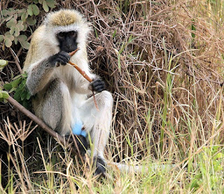 Chlorocebus monkey