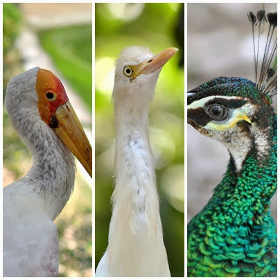 Taman Burung Kuala Lumpur | KL Bird Park