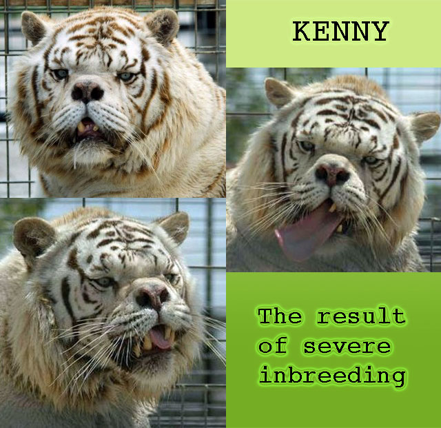 Deformed inbred white tiger