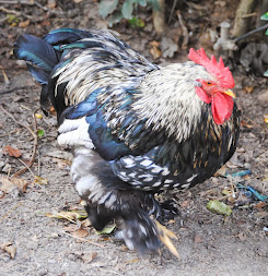 HollyWild Animal Park, SC