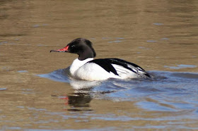 Serreta grande Mergus merganser