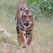 Bengal Tiger