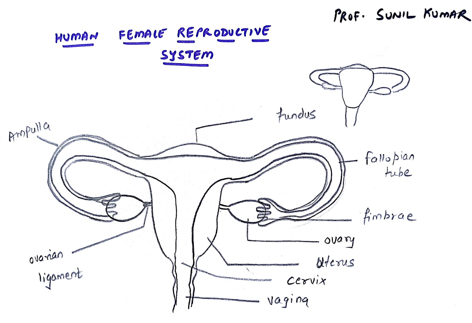 Female Reproductive System: Structure & Function