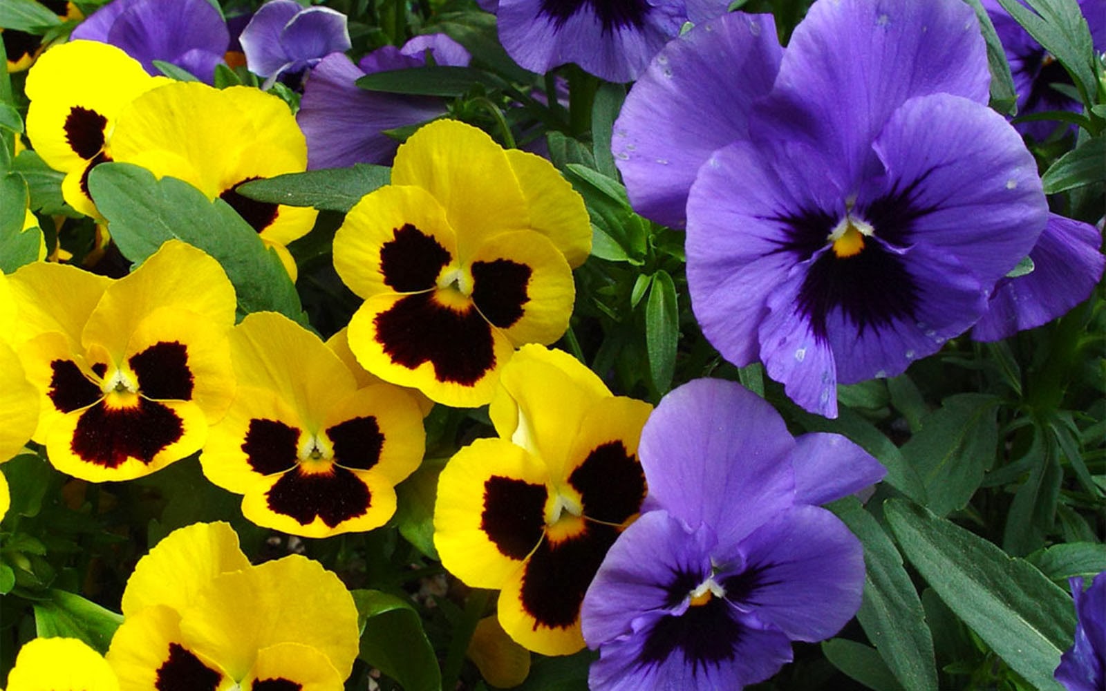 wallpapers: Pansy Flowers Wallpapers