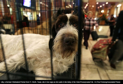 135th Westminster Kennel Club Dog Show at Madison Square Garden in New York City