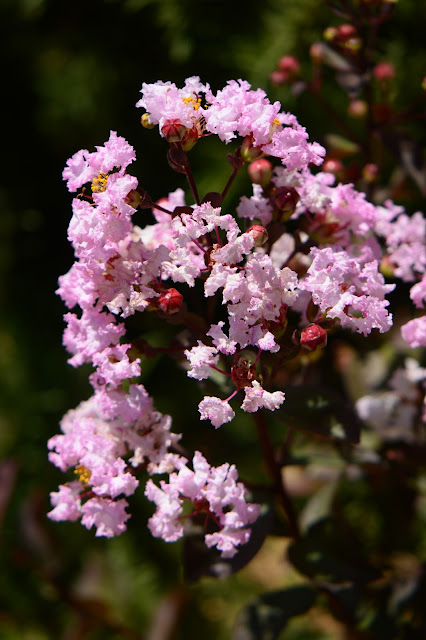 small sunny garden, tuesday view, desert garden, amy myers, lagerstroemia, crape myrtle