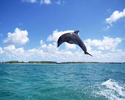 Fotos de Delfines - Libres y Felices