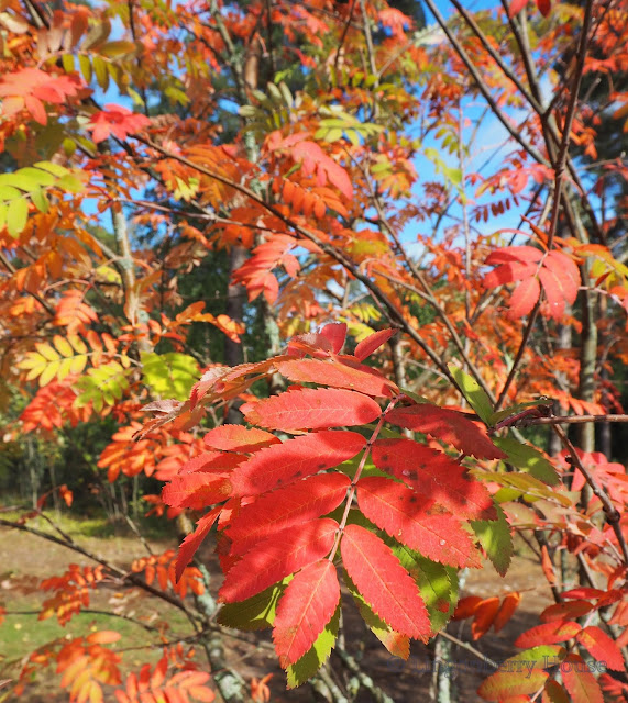 lingonberryhouse, autumn