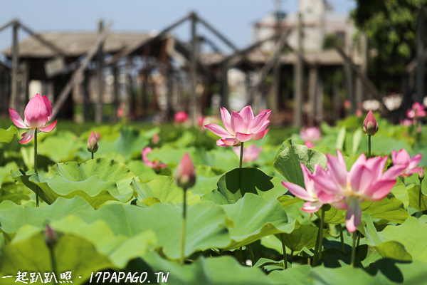 《台中．清水》中央路新興宮荷花池|美麗與廢墟的對比|白鷺鷥的故鄉