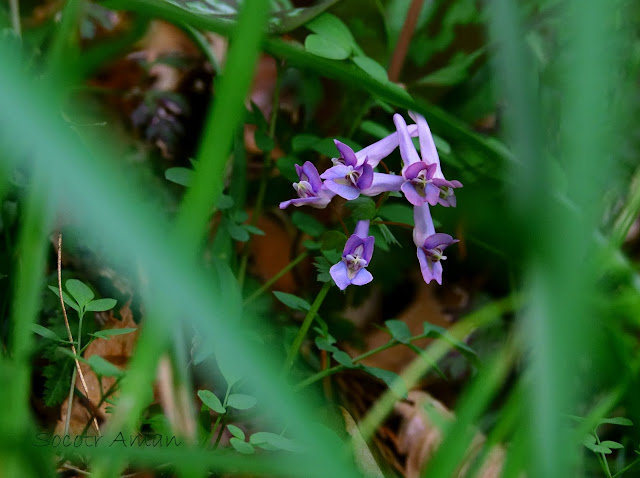 Corydalis lineariloba