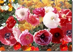 Cascade Poppy Mix