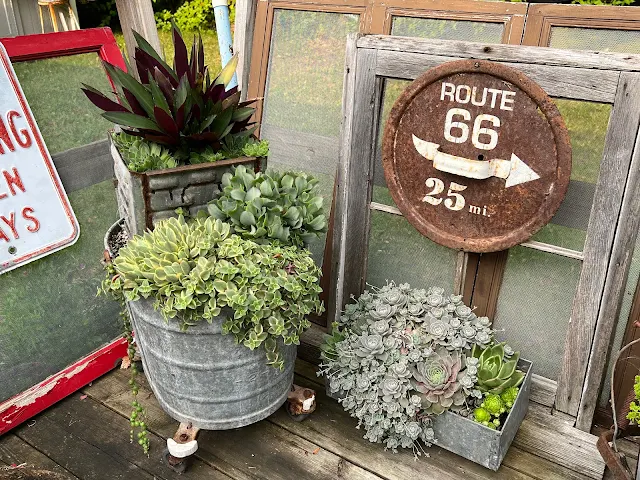 Photo of succulent junk planter ideas.