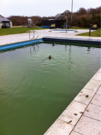 Piscine a canard