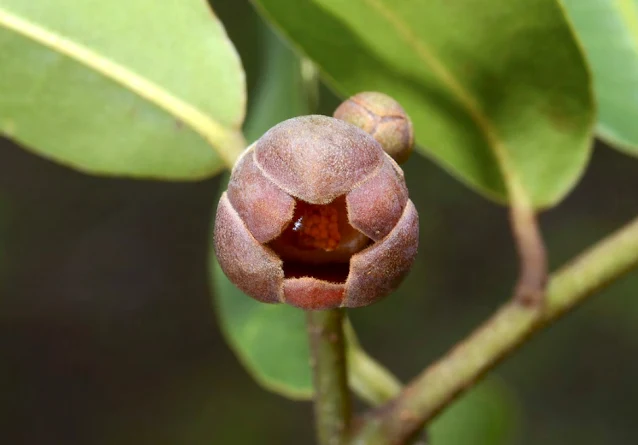 นมแมวแดง (Uvaria argentea) ผลไม้ป่า, พืชที่กินได้, ไม้ประดับ