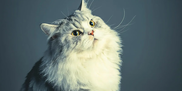 معلومات مهمة عن قط شيرازي: خصائصه وتربيته وأشهر أنواع القطط الشيرازي