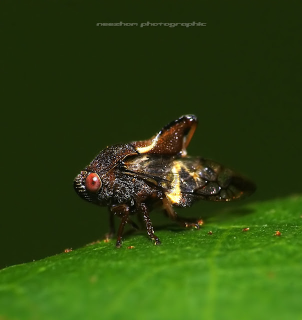 Yellow dark brown Treehopper