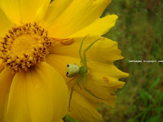 꽃과 거미(flower & spider)