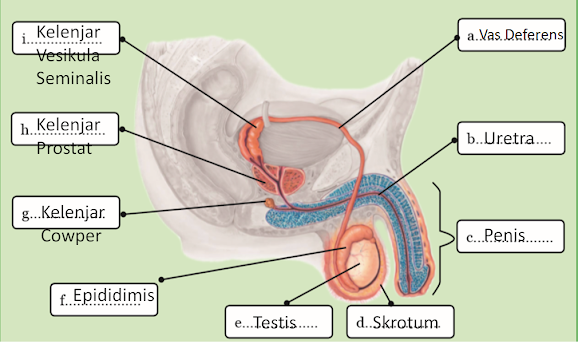 Gambar Organ-Organ Penyusun Sistem Reproduksi pada Laki-Laki