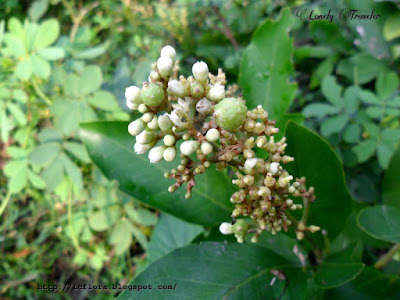 Gin berry, Glycosmis pentaphylla