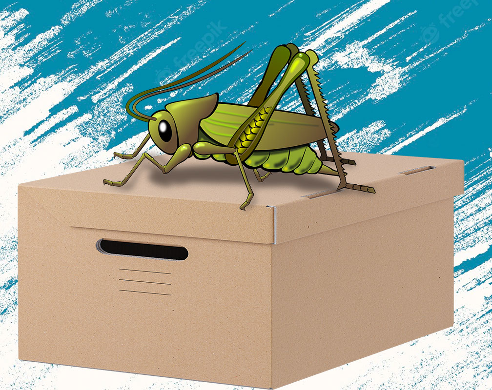 A grasshopper had been in the box