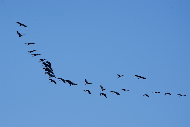 Glossy Ibis (Plegadis falcinellus) कोवर, छोटा बज़ा, चमकीला बज़ा, मोर शेराती Padariya, Jabalpur, MP, India October 2023