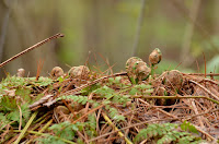 Intermediate wood fern