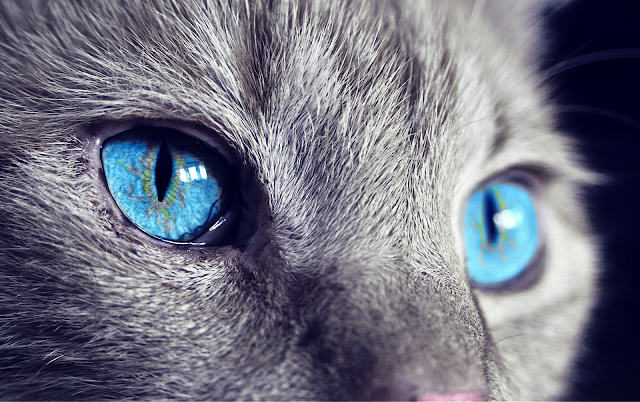 Полски министър: Домашните котки са приносители на коронавируси