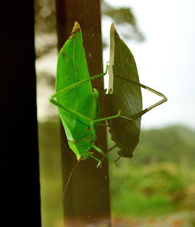 giant leaf bug