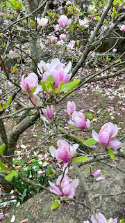 淡水楓樹湖「巨石花園」賞木蓮花 (木蘭） / 桃花源 百年古厝「石頭屋」秘境賞櫻
