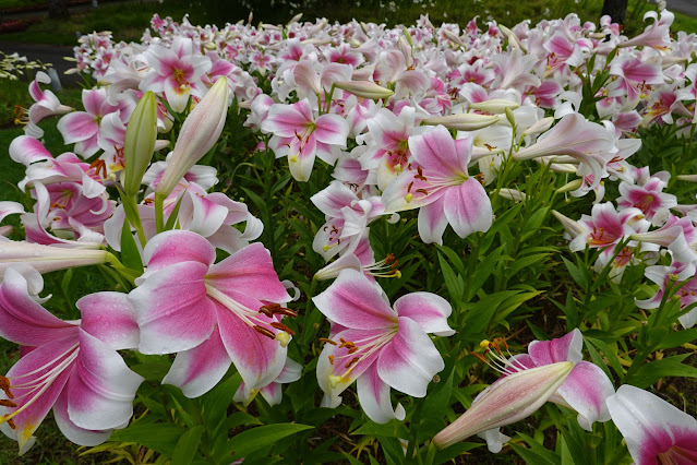 鳥取県西伯郡南部町鶴田 とっとり花回廊