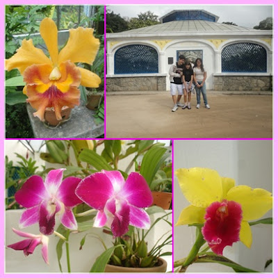 Orquidário no Jardim Botânico do Rio de Janeiro