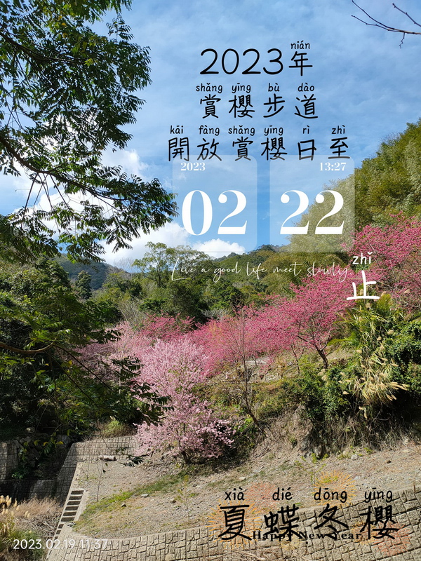 桃園復興夏蝶冬櫻山谷園地露營區櫻花秘境，紅粉佳人八重櫻盛開