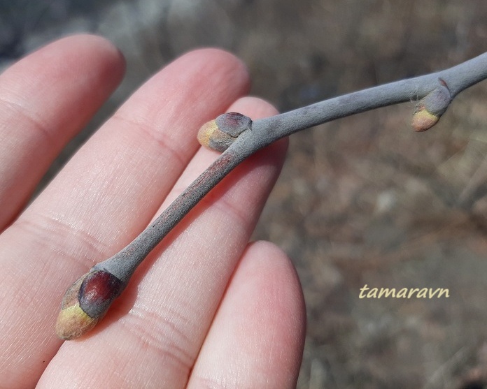 Липа маньчжурская (Tilia mandshurica)