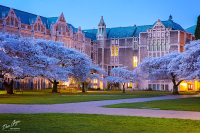 Image of University of Washington Cherry Blossoms