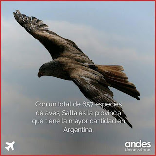 Avistaje en Salta, Argentina. Birdwatching y fotografía de Juan Carlos Gorrini.