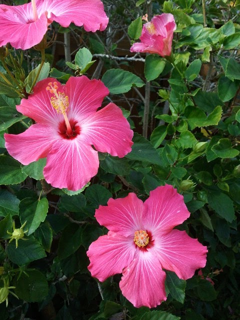 And by now you know I just can not walk by a hibiscus flower without 