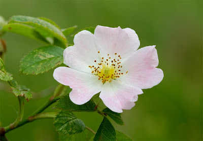 Dog Rose (Rosa canina)